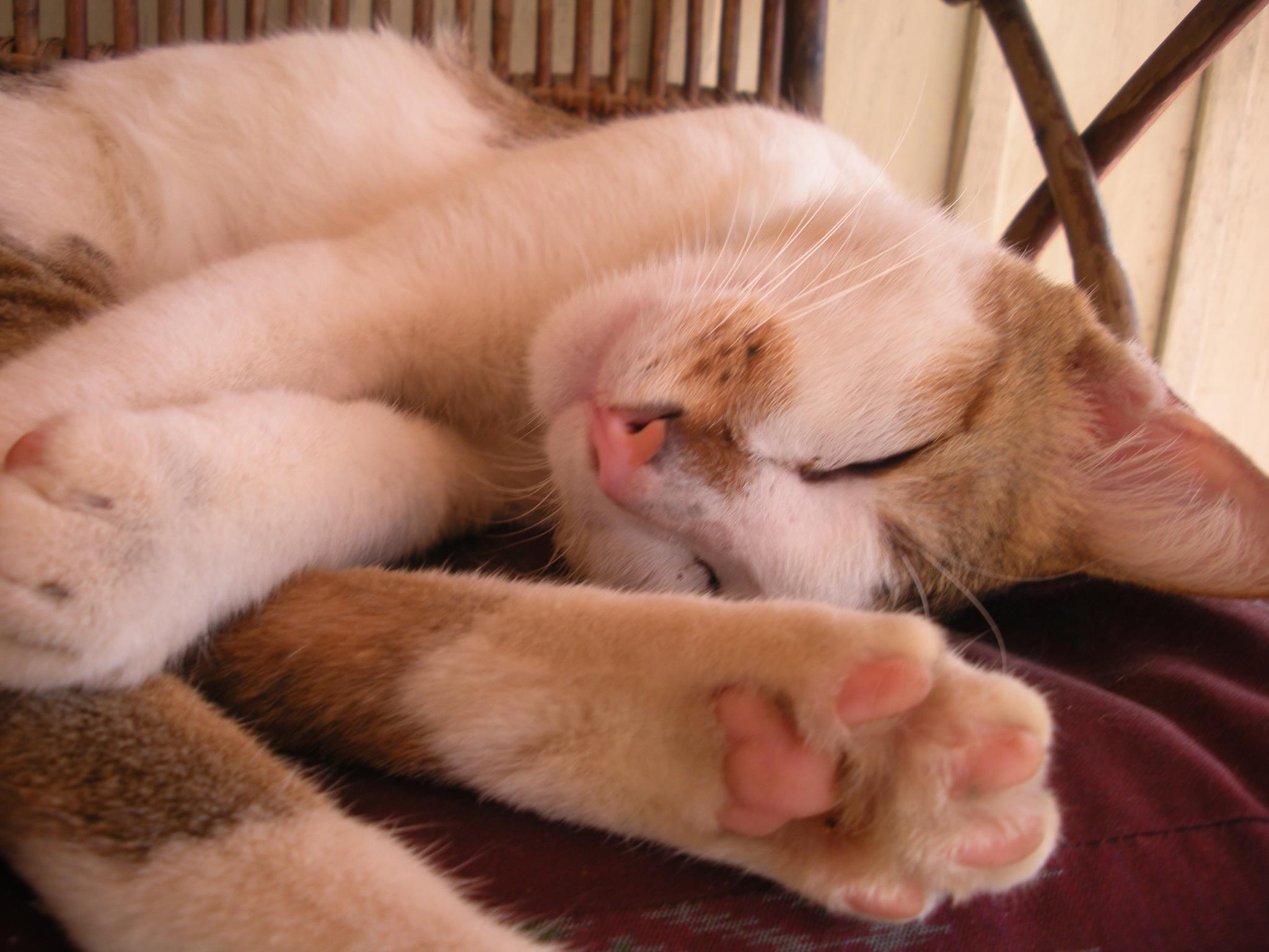 Cats of Cambodia 5 Cs in Cambodia