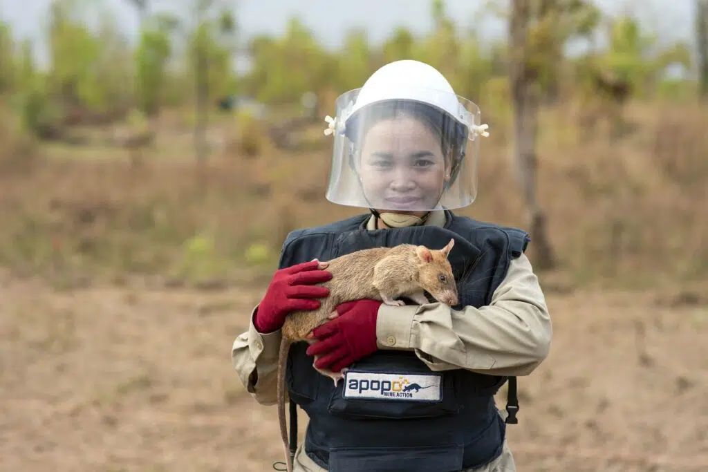 Usman Rats Heroic Rats from Tanzania – 5 Cs in Cambodia